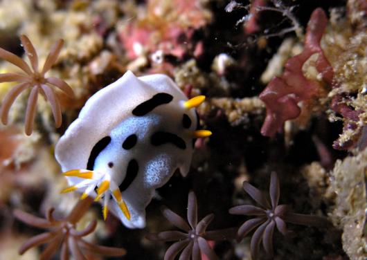 Prachtsternschnecke - Chromodoris lochi