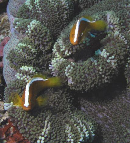 Orangene Anemonenfische