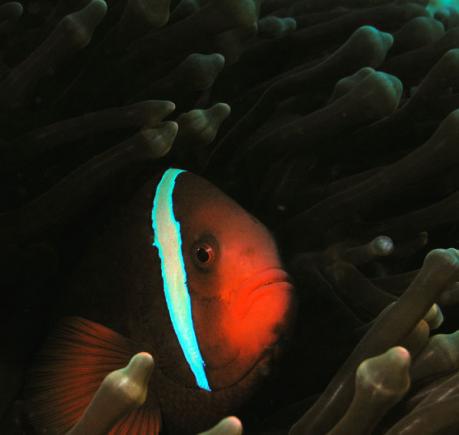 Weissbinden-Glühkohlen-Anemonenfisch