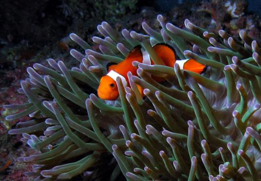 Orange-Ringel-Anemonenfisch