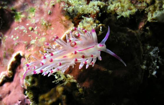 Fadenschnecke - Flabellina rubrolineata