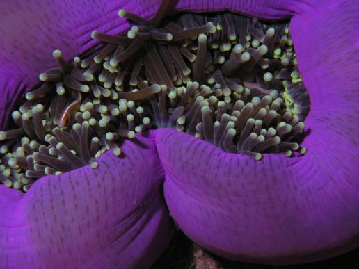 Schmuckanemone mit Halsband-Anemonenfisch