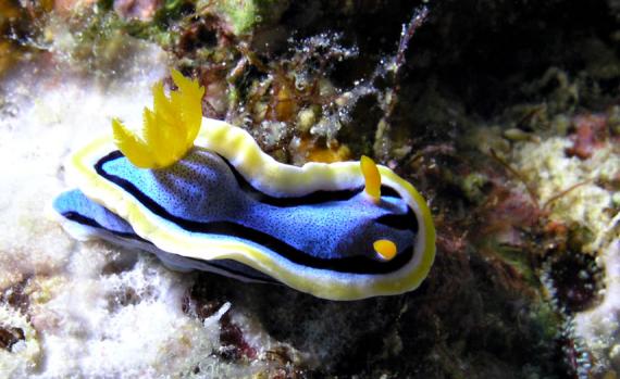 Prachtsternschnecke - Chromodoris lochi