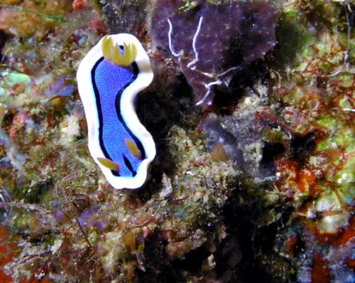 Prachtsternschnecke - Chromodoris annae