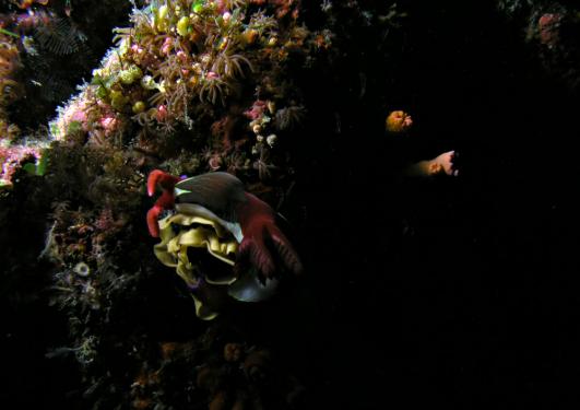 Neonsternschnecke - Nembrotha rutilans bei der Eiablage