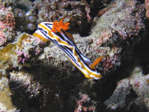 Prachtsternschnecke - Chromodoris quadricolor