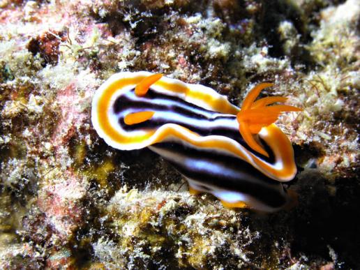 Prachtsternschnecke - Chromodoris magnifa