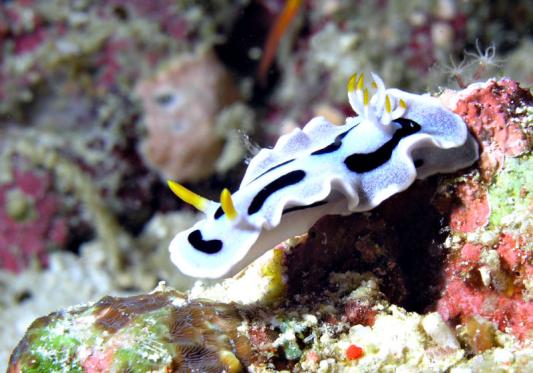 Prachtsternschnecke - Chromodoris lochi