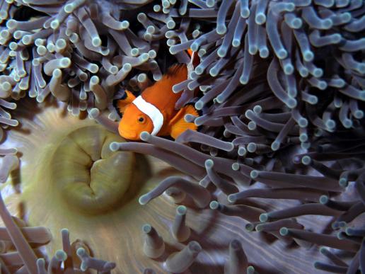 Orange-Ringel-Anemonenfisch