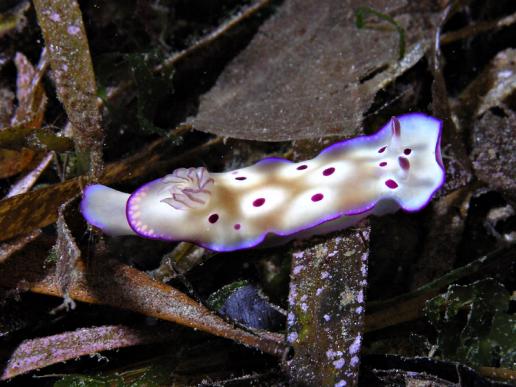 Prachtsternschnecke - Risbecia tryoni