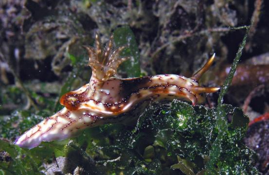 Hypselodoris