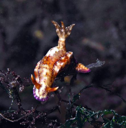 absolute Schönheit mit diamantbesetztem Mantel - Hypselodoris