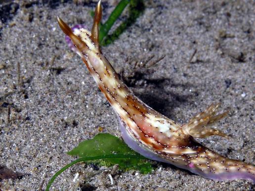 Hypselodoris