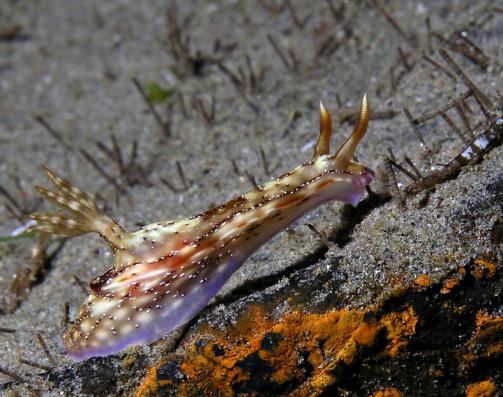 Hypselodoris