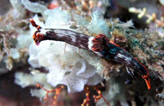 Neonsternschnecke - Nembrotha lineolata