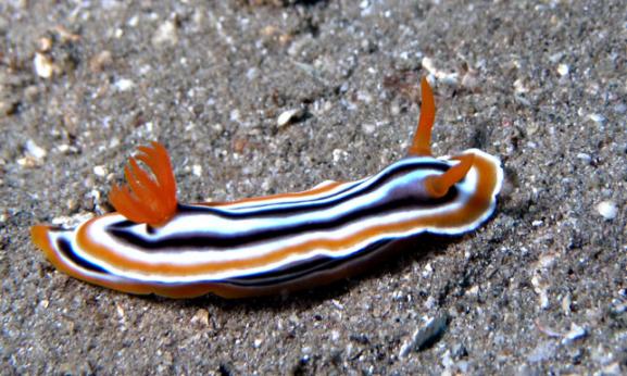 Prachtsternschnecke - Chromodoris quadricolor