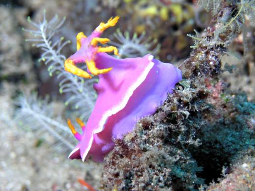 Prachtsternschnecke - Hypselodoris bullockii