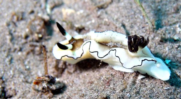 Prachtsternschnecke - Glossodoris atromarginata