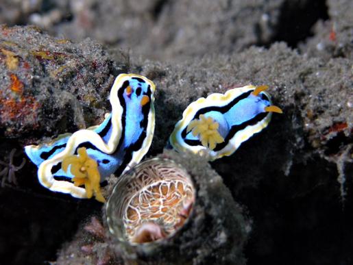 Prachtsternschnecken - Chromodoris annae