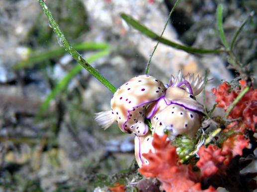 Prachtsternschnecken - Chromodoris kuniei