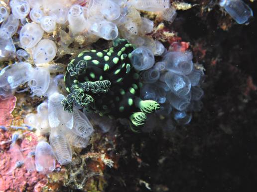 Hochzeit der Prachtsternschnecken Nembrotha cristata