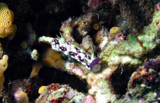 Prachtsternschnecke - Chromodoris geometrica