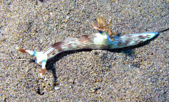 Neonsternschnecke - Nembrotha lineolata