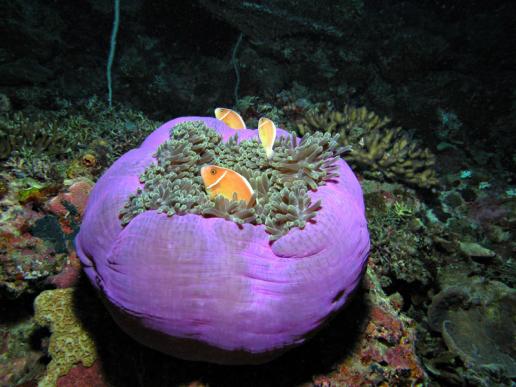 Anemonen haben viele Bewohner, man muss nur genau hinschauen ...