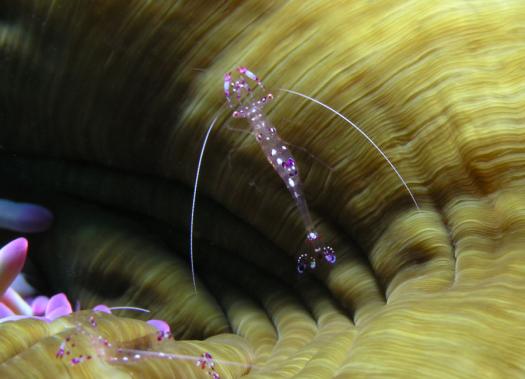 Anemonengarnele