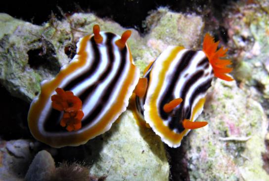 Hochzeit der Prachtsternschnecken - Chromodoris magnifa