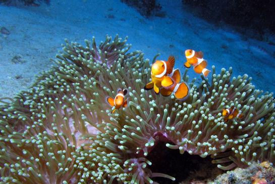 Orange-Ringel Anemonenfische