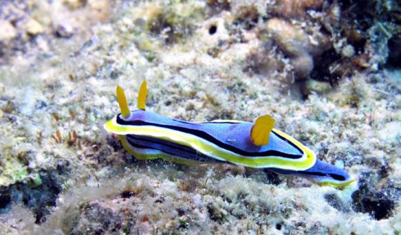 Prachtsternschnecke - Chromodoris annae