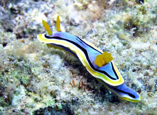 Prachtsternschnecke - Chromodoris annae