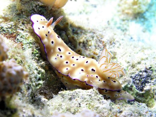 Prachtsternschnecke - Risbecia tryoni