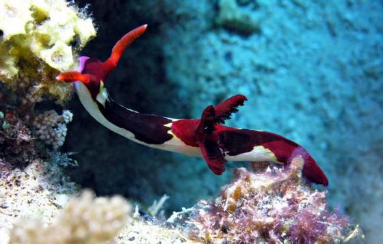 Neonsternschnecke - Nembrotha sp.