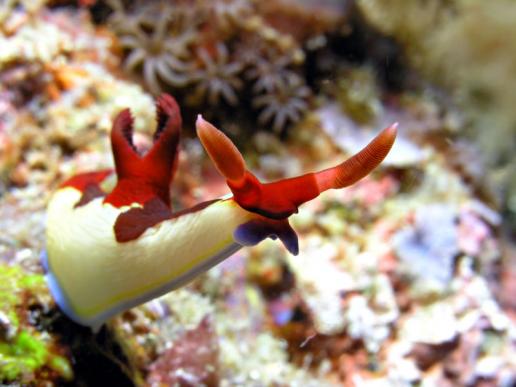 neugieriges Ding - Neonsternschnecke - Nembrotha rutilans