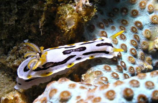 Prachtsternschnecke - Chromodoris boucheti