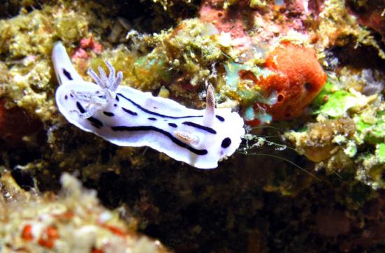 Prachtsternschnecke - Chromodoris willani