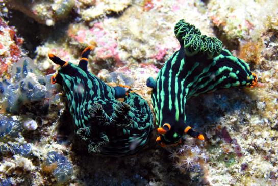 schon wieder bahnt sich eine Schneckenhochzeit an - Nembrotha kubaryana