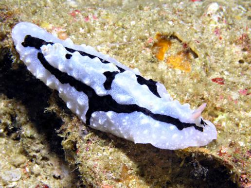 Warzenschnecke Phyllidiopsis shirinae