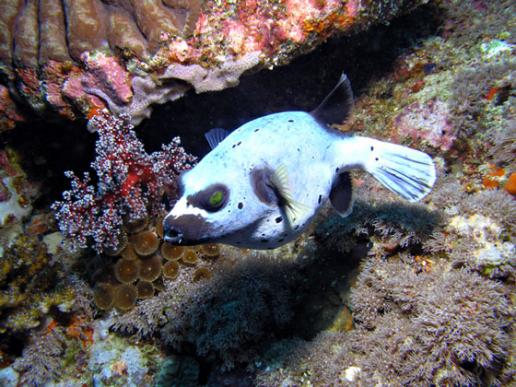 Maskenkugelfisch