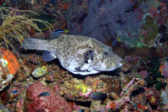 Riesenkugelfisch im Beautysalon