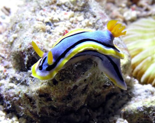 Prachtsternschnecke - Chromodoris annae