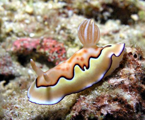 Prachtsternschnecke - Chromodoris coi