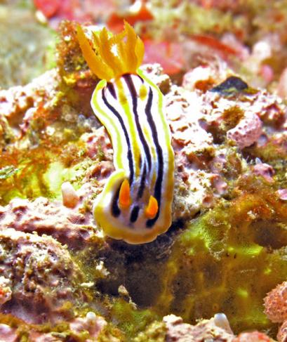 Prachtsternschnecke - Chromodoris quadricolor