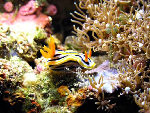 Prachtsternschnecke - Chromodoris magnifa