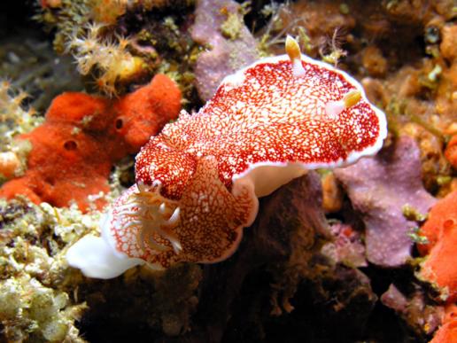 Prachtsternschecke - Chromodoris reticulata