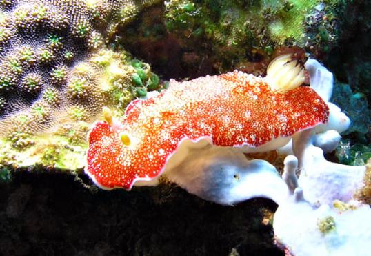 Prachtsternschecke - Chromodoris reticulata