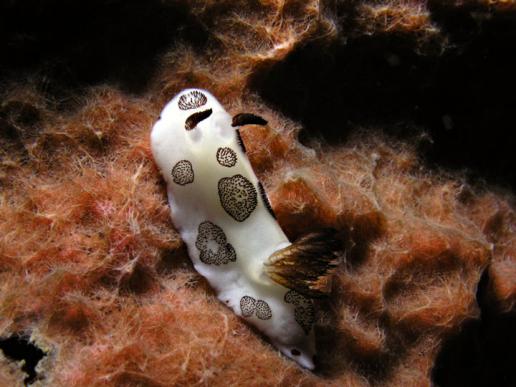 Sternschnecke - Jorunna funebris