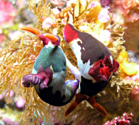 Hochzeit der Neonsternschnecken - Nembrotha sp.